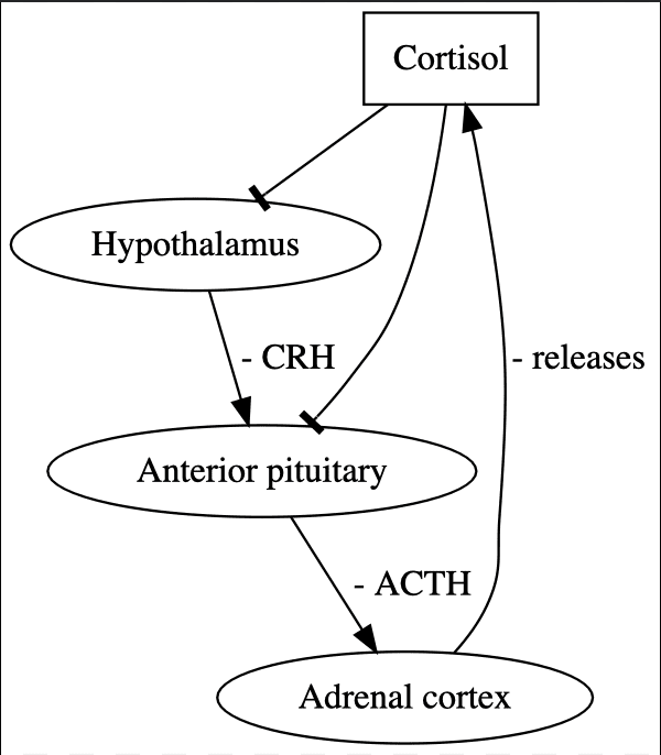 Graph explaining the HPA axis 