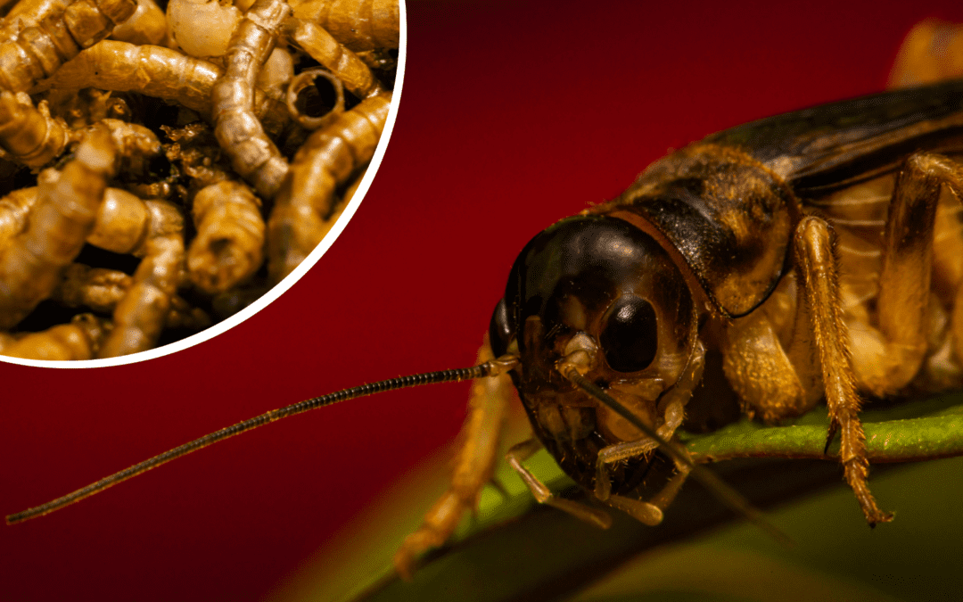 How We Could Learn to Love Eating Insects