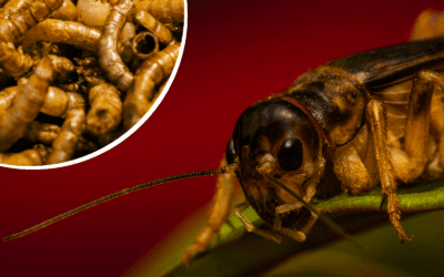 How We Could Learn to Love Eating Insects