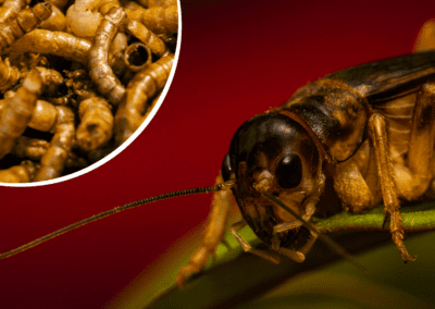 How We Could Learn to Love Eating Insects