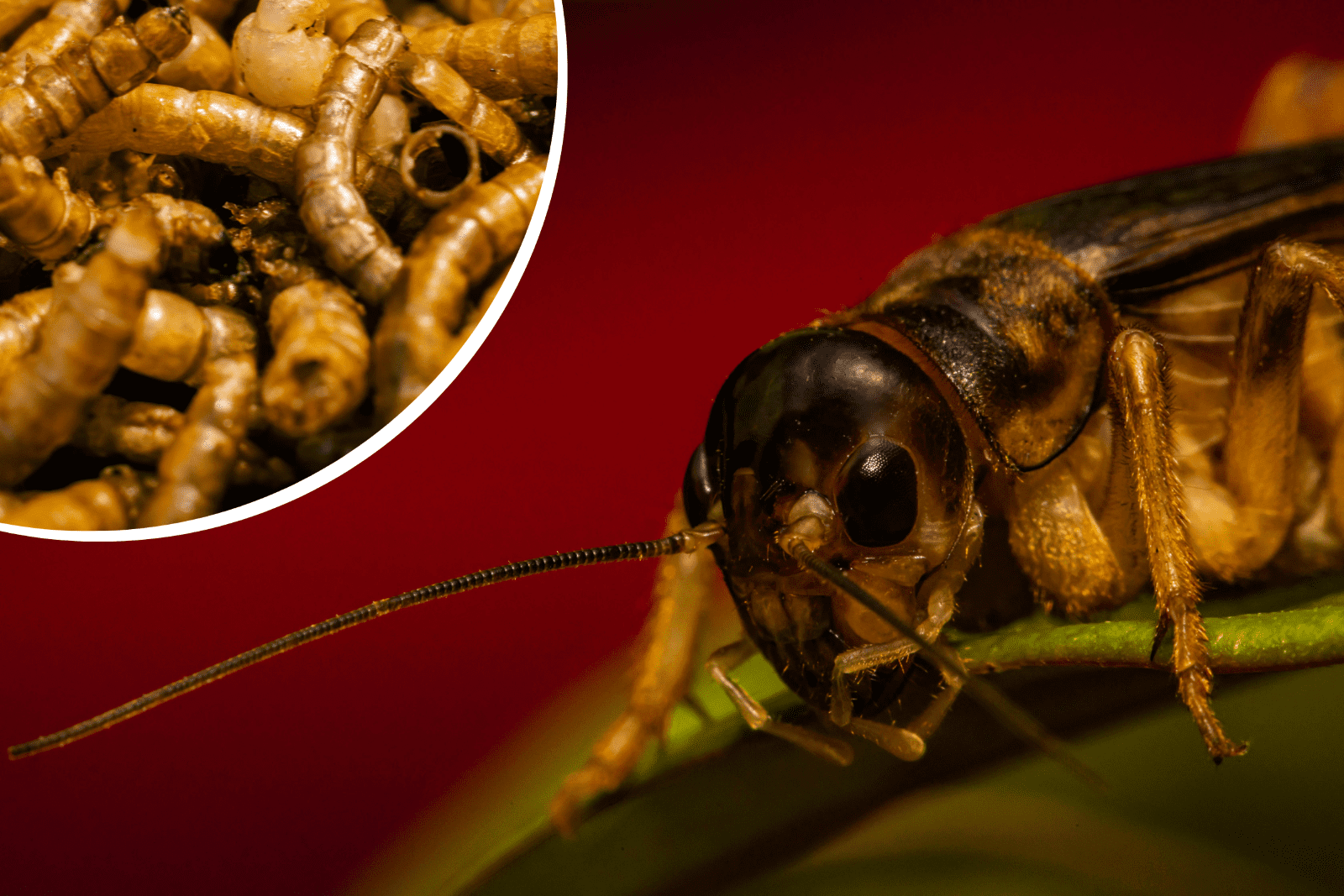 Image of insect on leaf and lots of insects in small circle in top left corner