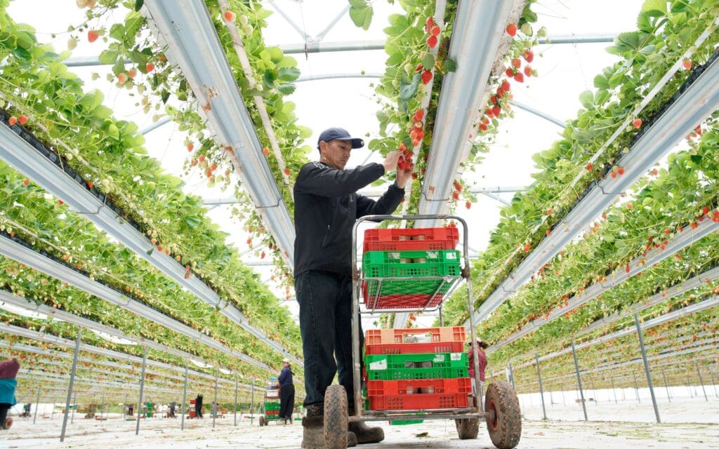 Man picks strawberries on UK farm