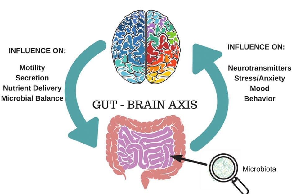A picture demonstrating the connection between the gut and the brain. 
