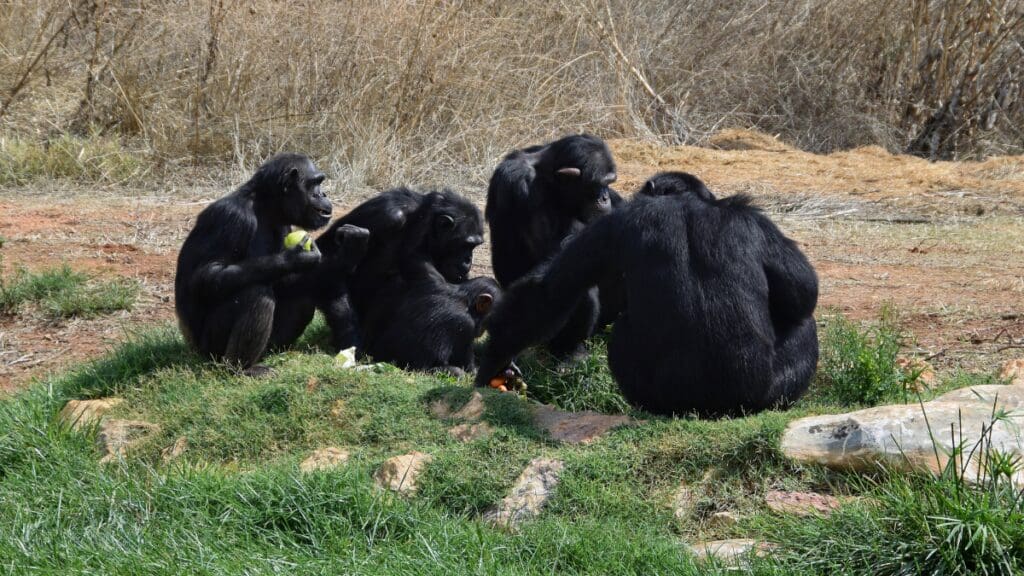 Picture of Chimpanzees hunting and eating as a group. Credit to Canva.