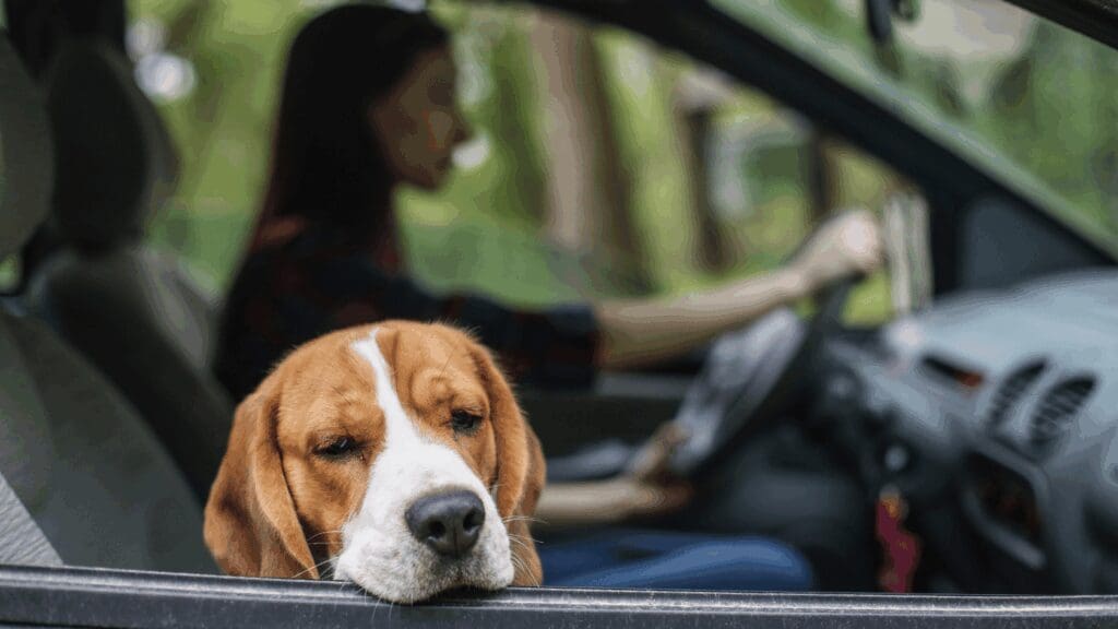 Picture of a dog experiencing motion sickness. Credit to Canva.
