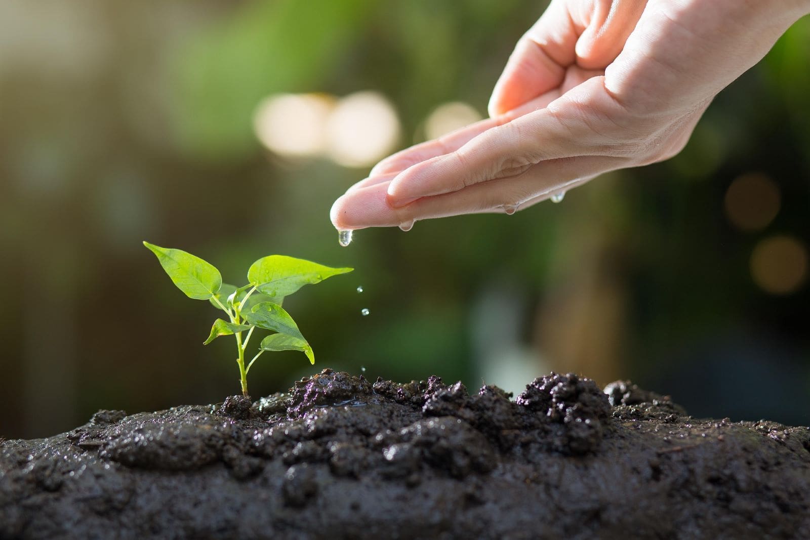 Hand reaching to soil in the ground