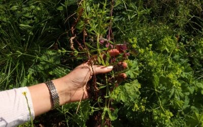 Don’t Pull Those Weeds! Eat Them: The Nutrition in Wild Plants 