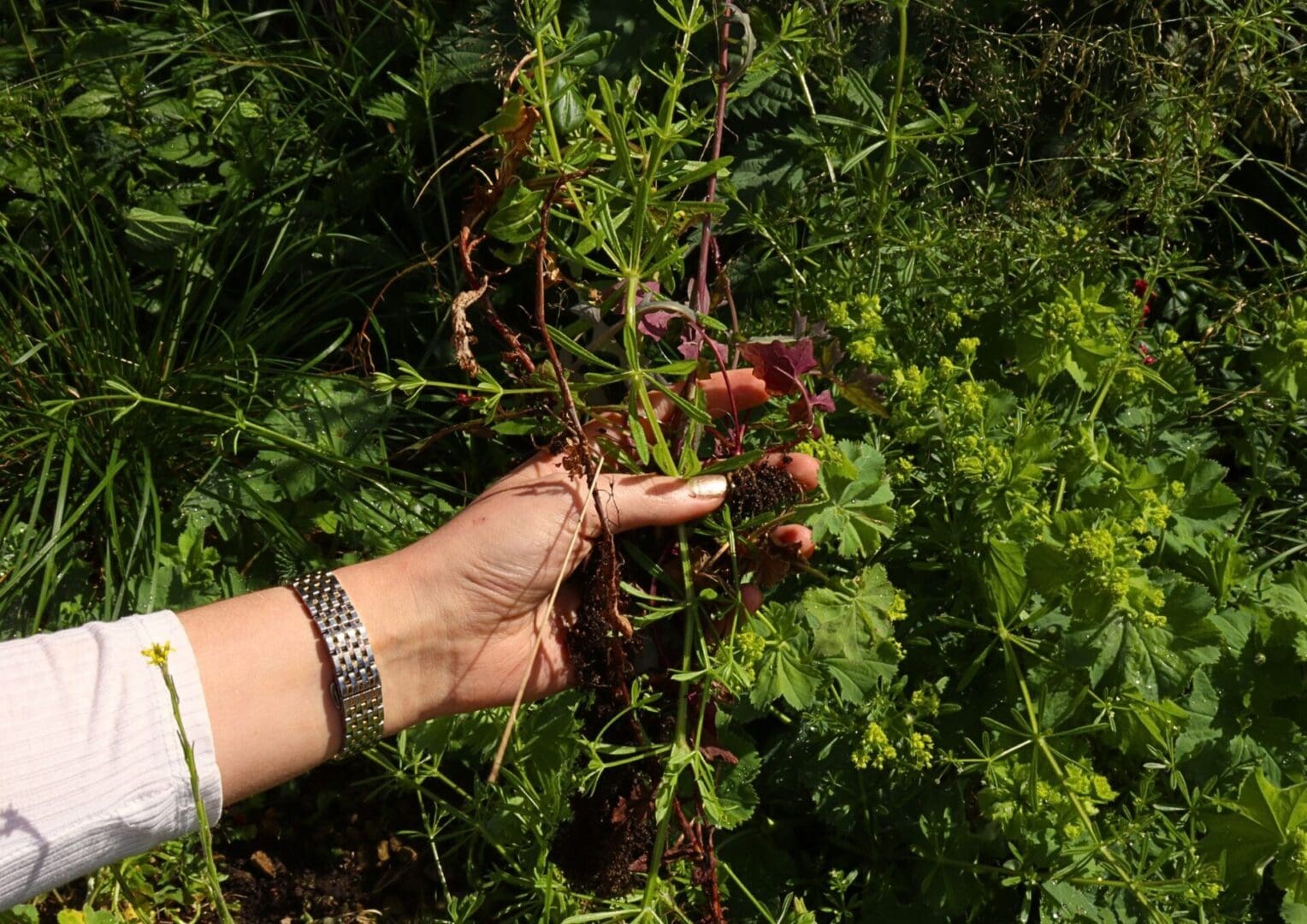 Woman holding weeds in her hand above a bed of plants