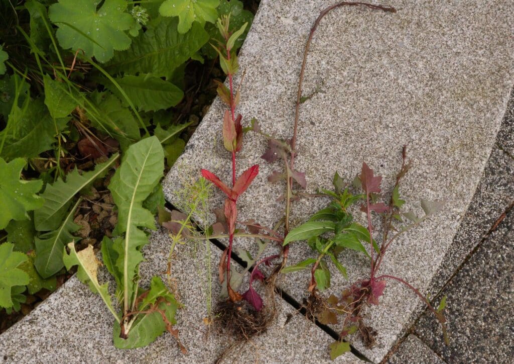 5 plants laid out on the floor