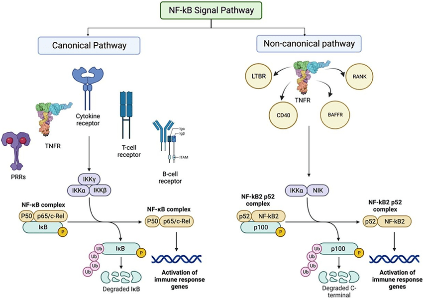 Infographic of NF-kB signal pathway, which is crutical in regulating inflammation.