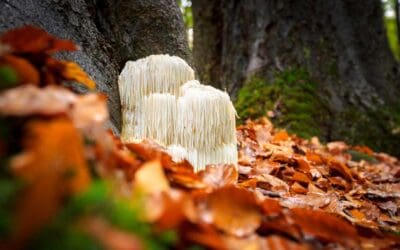 Science or a Selling Point: The Truth Behind Lion’s Mane