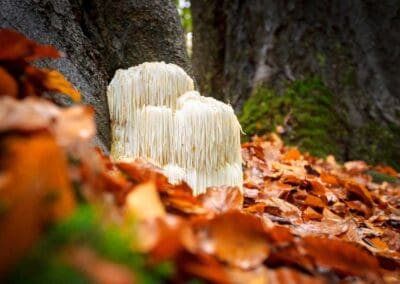 Science or a Selling Point: The Truth Behind Lion’s Mane