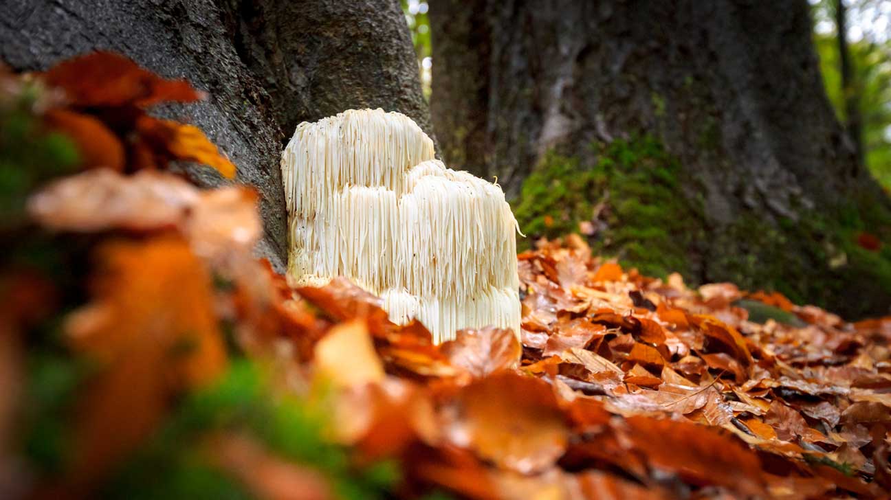 lions-mane-mushroom-1296×728-feature Lion's Mane Mushroom